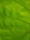 Water droplets on taro plant leaf, leaf venation pattern, green background Royalty Free Stock Photo