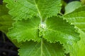 Water Droplets On Thick Leaf Thyme Royalty Free Stock Photo