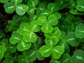 Water droplets on clover Royalty Free Stock Photo