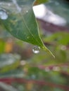 Water droplets at the tip of the leaf Royalty Free Stock Photo