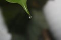 water droplets at the tip of the leaf Royalty Free Stock Photo