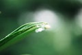 Water droplets at the tip of leaves Royalty Free Stock Photo