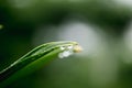 Water droplets at the tip of leaves Royalty Free Stock Photo