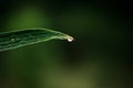 Water droplets at the tip of leaves Royalty Free Stock Photo