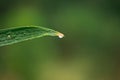 Water droplets at the tip of leaves Royalty Free Stock Photo