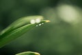 Water droplets at the tip of leaves Royalty Free Stock Photo