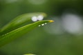 Water droplets at the tip of leaves Royalty Free Stock Photo