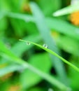 Water droplets on the tips of the leaves Royalty Free Stock Photo