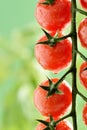 Water Droplets on Tomato Plant Royalty Free Stock Photo