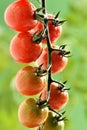 Water Droplets on Tomato Plant Royalty Free Stock Photo