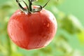 Water Droplets on Tomato Plant