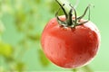 Water Droplets on Tomato Plant Royalty Free Stock Photo