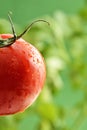 Water Droplets on Tomato Plant Royalty Free Stock Photo