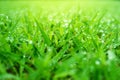 Water droplets on top of grass, The grass and dew in the morning, Fresh green grass with water drops. Royalty Free Stock Photo