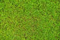 Water droplets on top of grass. Green grass texture with the dew on nature, Fresh green grass with water drops texture background Royalty Free Stock Photo