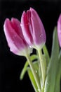 Water droplets on tulips Royalty Free Stock Photo