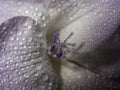 Water droplets on violet flower Royalty Free Stock Photo