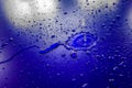 Water droplets on waterproof surface of the car vinyl film are blue purple Royalty Free Stock Photo