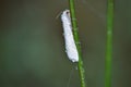 Water droplets on white insect on grass