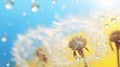 Water droplets and white parachute dandelion flower on yellow blue background