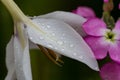 Water droplets on a white petal of a garden flower on a rainy summer day close-up photo Royalty Free Stock Photo