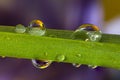 Water droplets, wildflowers and a blade of grass Royalty Free Stock Photo