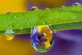 Water droplets, wildflowers and a blade of grass Royalty Free Stock Photo