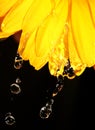 Water droplets on yellow gerber daisy on black Royalty Free Stock Photo