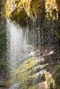 Water dropping out of moss in black forest, Germany