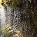 Water dropping out of moss in black forest, Germany Royalty Free Stock Photo