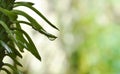 Water dropping on redbird cactus curve leaf in garden