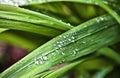 Water drops Royalty Free Stock Photo