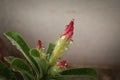 Water drops on adenium buds