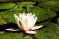 Water drops on an american White Water Lily Royalty Free Stock Photo