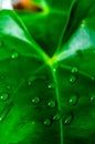Water drops on an anthurium leaf Royalty Free Stock Photo