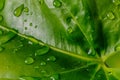 Water drops on an anthurium leaf Royalty Free Stock Photo