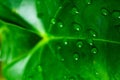 Water drops on an anthurium leaf Royalty Free Stock Photo