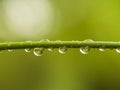 Water Drops on Bamboo Shoot