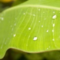 Water drops on banana leaf Royalty Free Stock Photo