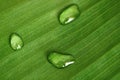 Water drops on banana leaf