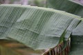 Water drops on banana leaf Royalty Free Stock Photo