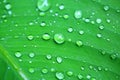 Water drops on banana leaf after rain Royalty Free Stock Photo