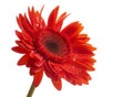 Water drops on beautiful red gerbera, close up