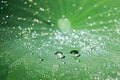 Water drops on green lotus leaf Royalty Free Stock Photo
