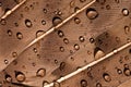 Water drops on a bird's feather Royalty Free Stock Photo