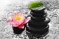 Water drops on black spa stones with Lily flower Royalty Free Stock Photo