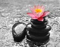 Water drops on black spa stones with Lily flower Royalty Free Stock Photo