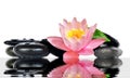 Water drops on black spa stones with Lily flower Royalty Free Stock Photo