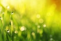 Water drops on blade of grass