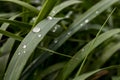 Water drops on blades of grass. Morning dew on plants. Royalty Free Stock Photo